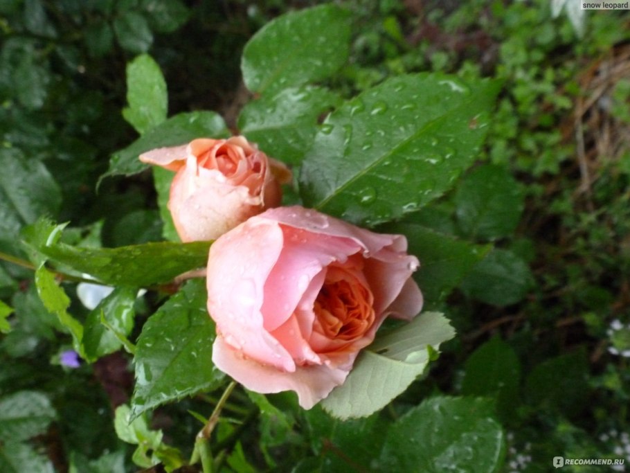 Роза эскимо Кордес