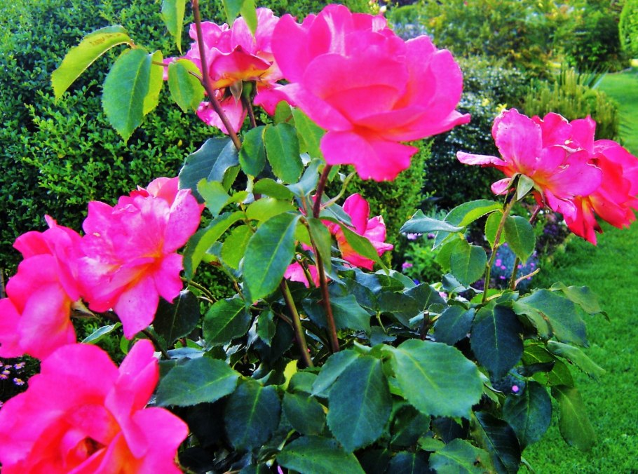 Сорт розы Пуччини