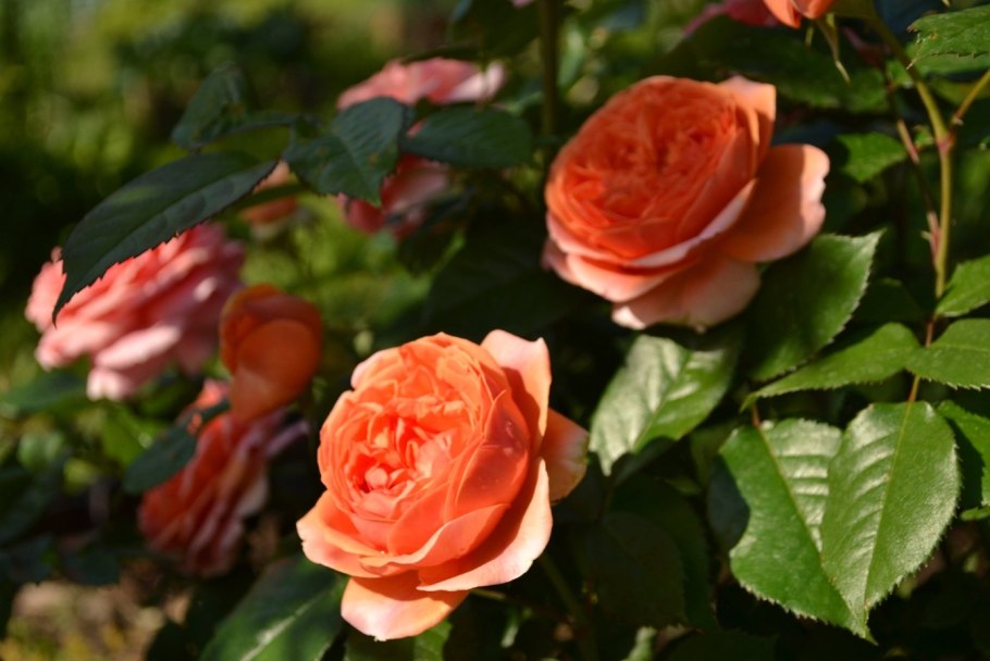 Чип энд Дейл роза