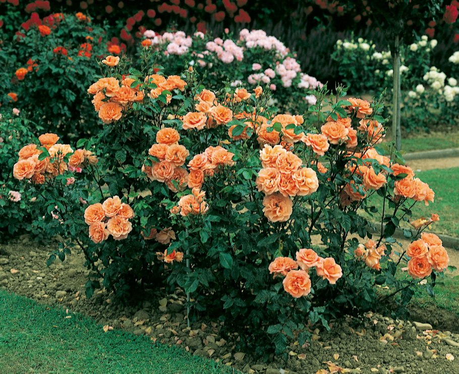 Chippendale роза штамбовая