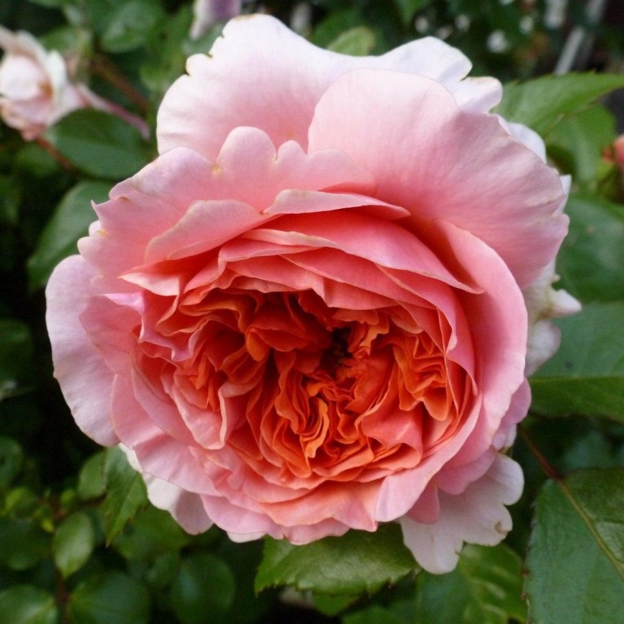 Роза Тантау Чиппендейл