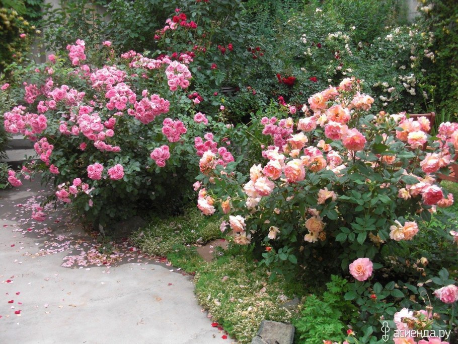 Джубили Селебрейшн на штамбе