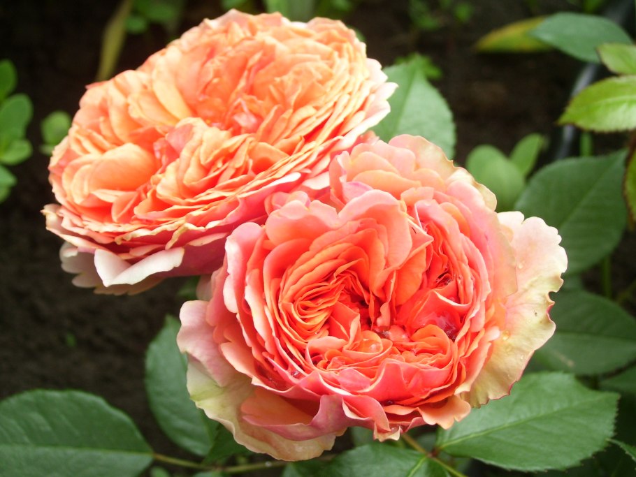 Шогун роза куст