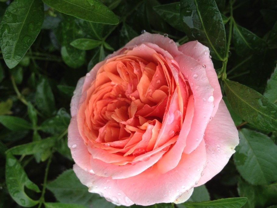 Чип и Дейл купание