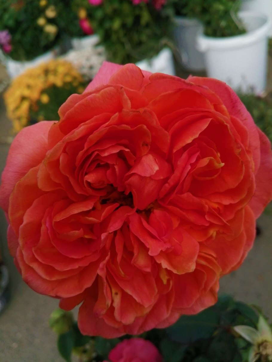 Медовая роза цветок