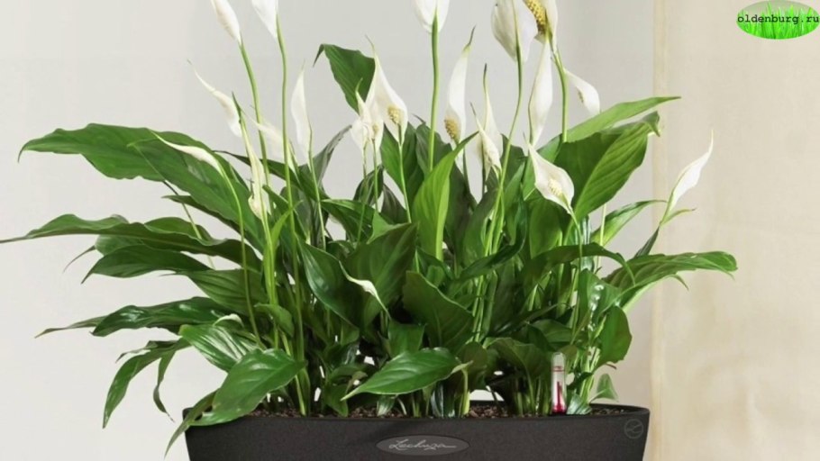 Антуриум Шерцера лососевый