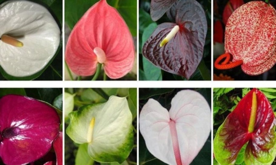 Спатифиллум и плющ