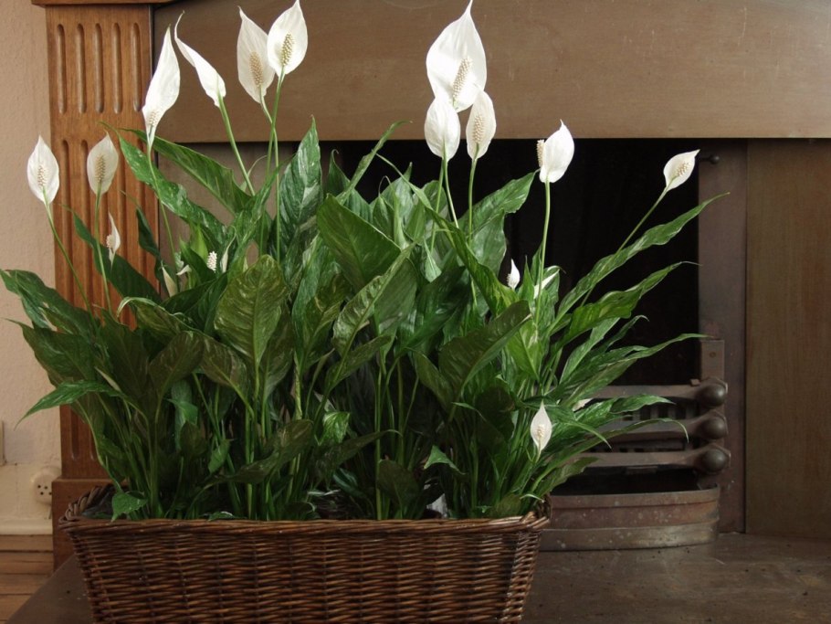 Антуриум Алексия Блю