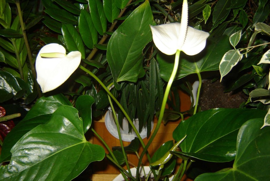 Спатифиллум и Антуриум