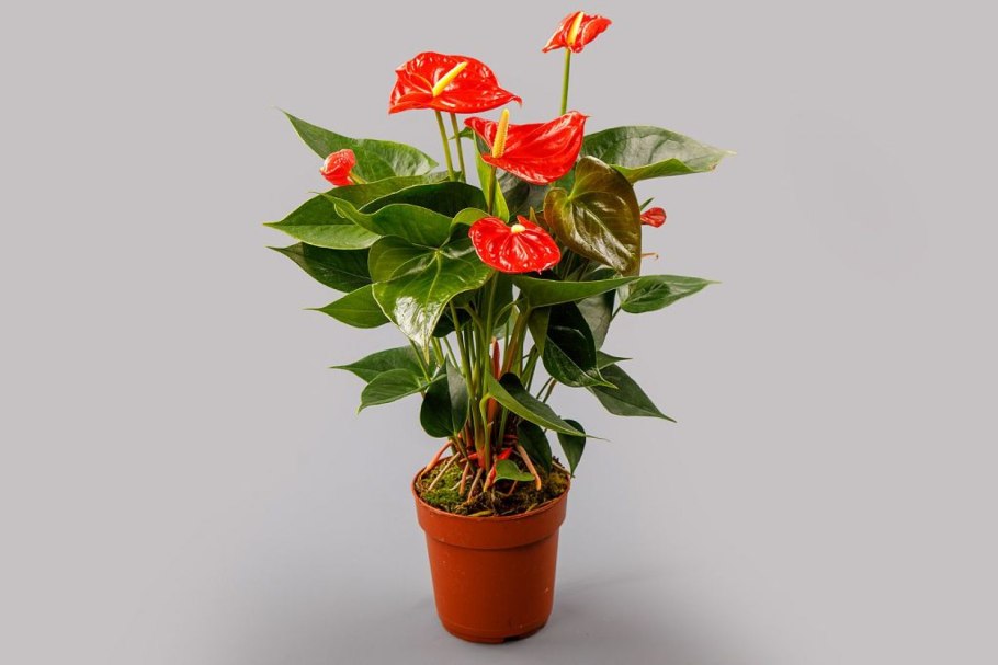 Антуриум и спатифиллум в одном горшке