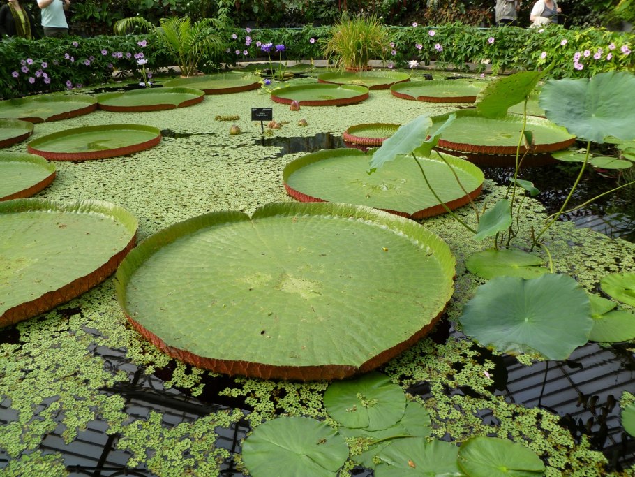 Лотос гигантский Виктория Амазонская