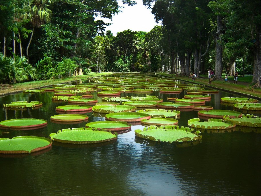 Лотос Виктория Амазонская