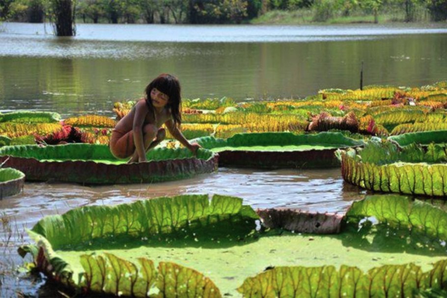 Лилия Виктория Регия