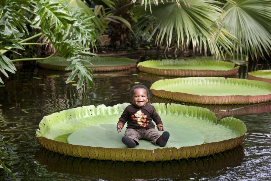 Кувшинка Виктория-Регия