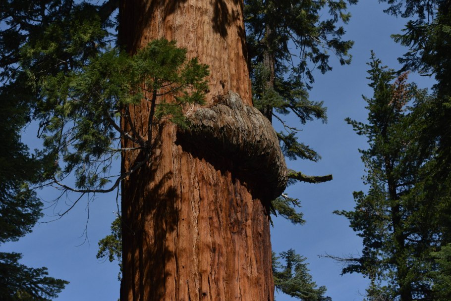Секвойя дерево лесорубы