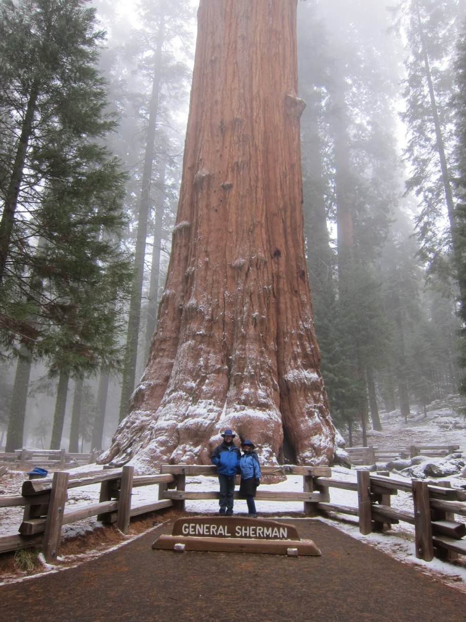 Генерал Шерман дерево с самолета