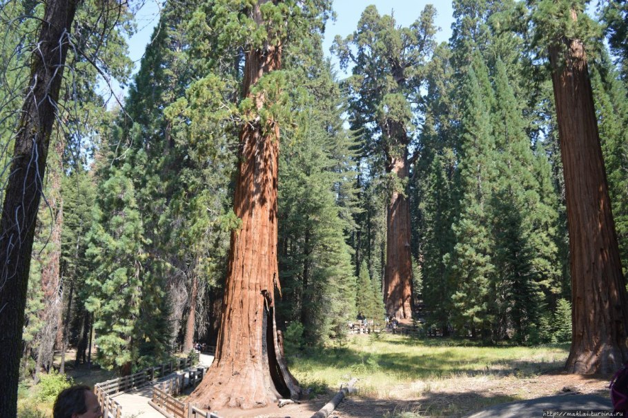 Секвойя дерево