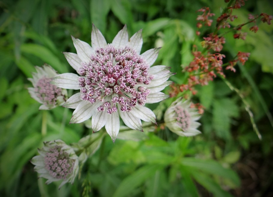 Монгольский цветок Астранция