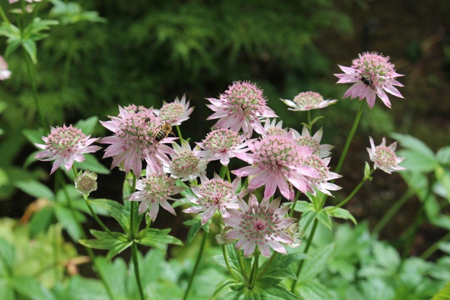 Астранция Стар оф Африка