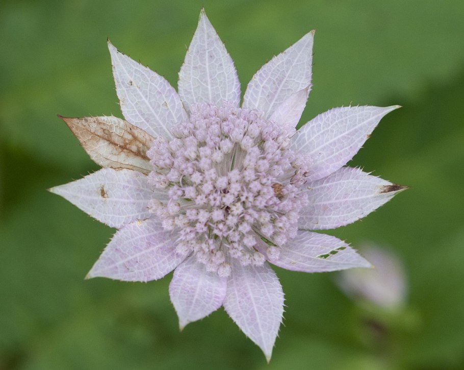 Астранция Спарклинг
