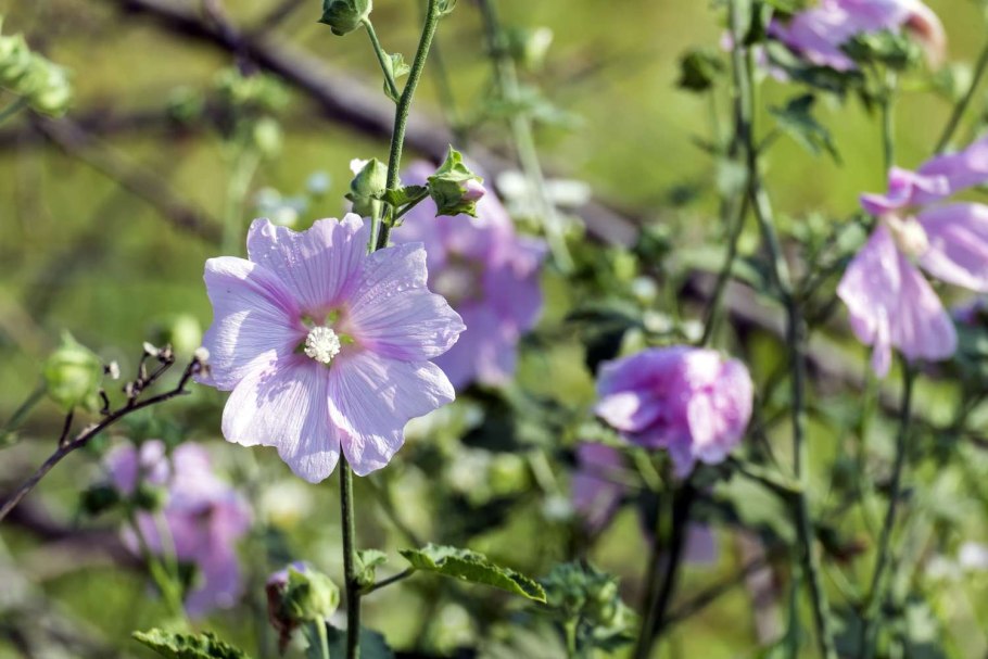 Семейство Яснотковые представители