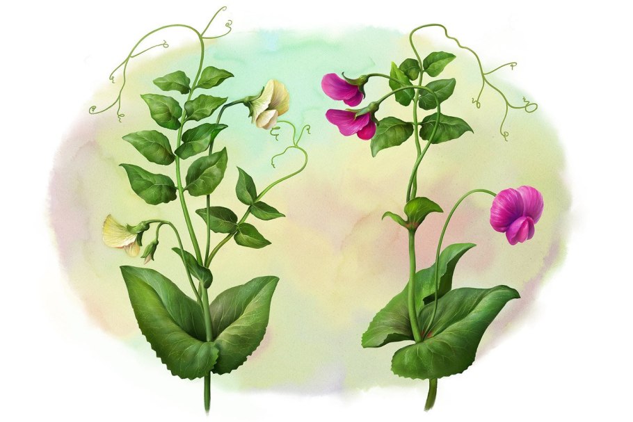 Стебелек гороха