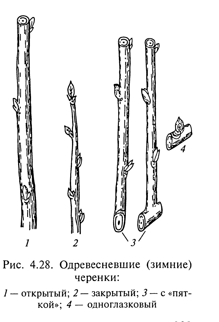 Размножение одревесневшими (зимними) черенками