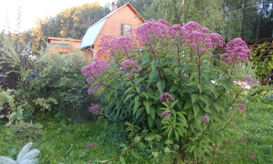 Посконник коноплёвый