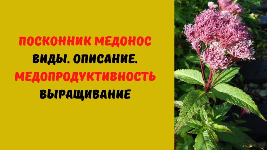 Посконник коноплевидный корневище