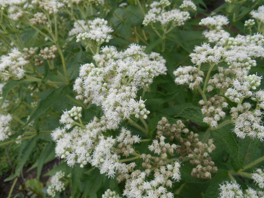 Посконник пятнистый Riesenschirm