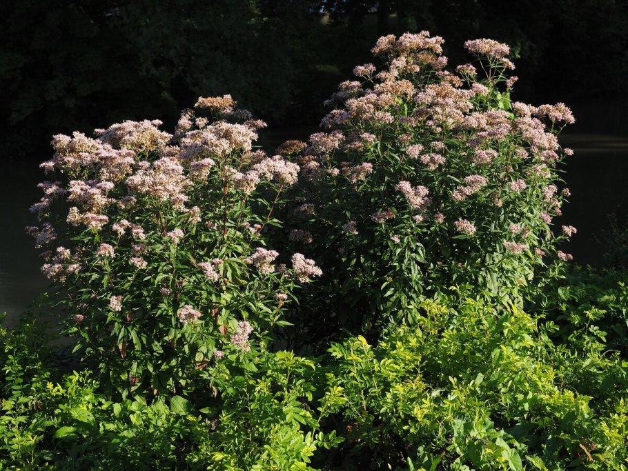 Eupatorium lindleyanum