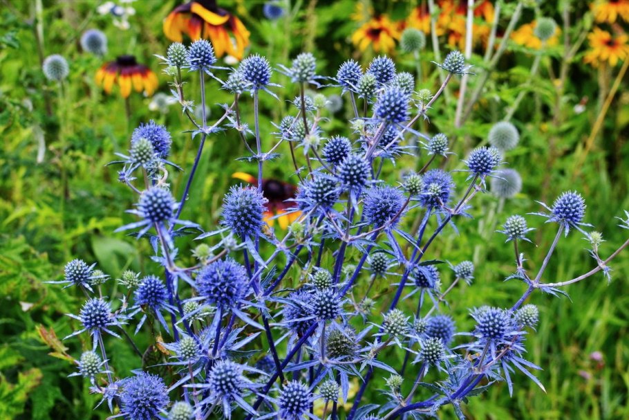 Синеголовник (Eryngium)
