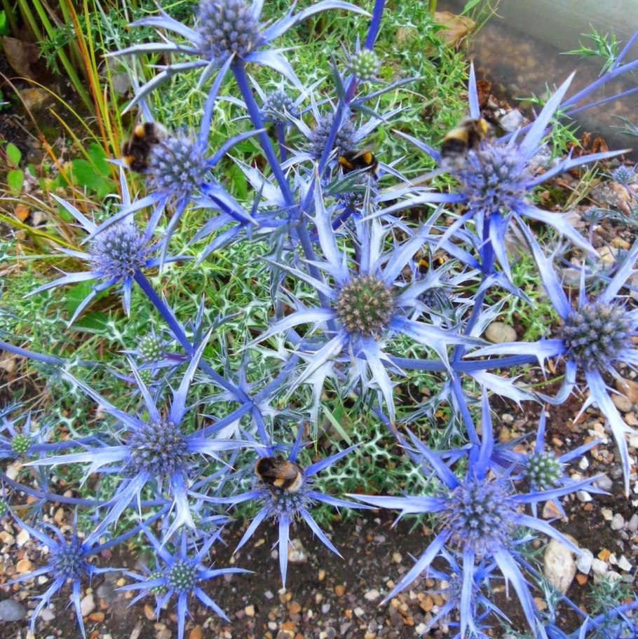 Синеголовник (Eryngium)