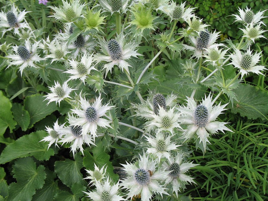 Eryngium giganteum