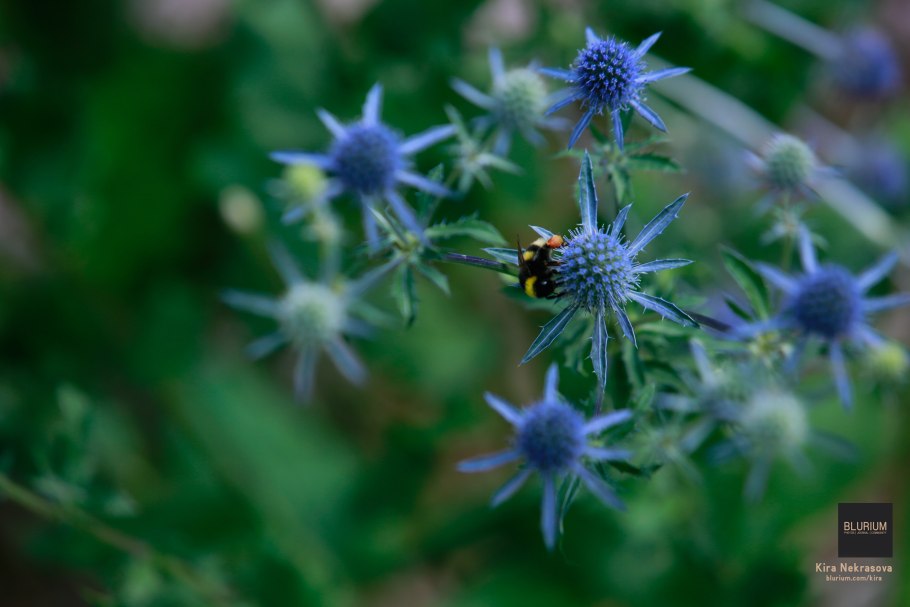 Синеголовник Alp. Blue Star