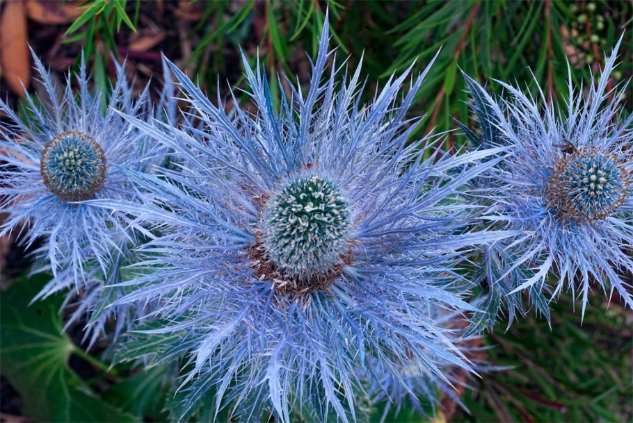 Синеголовник (Eryngium)