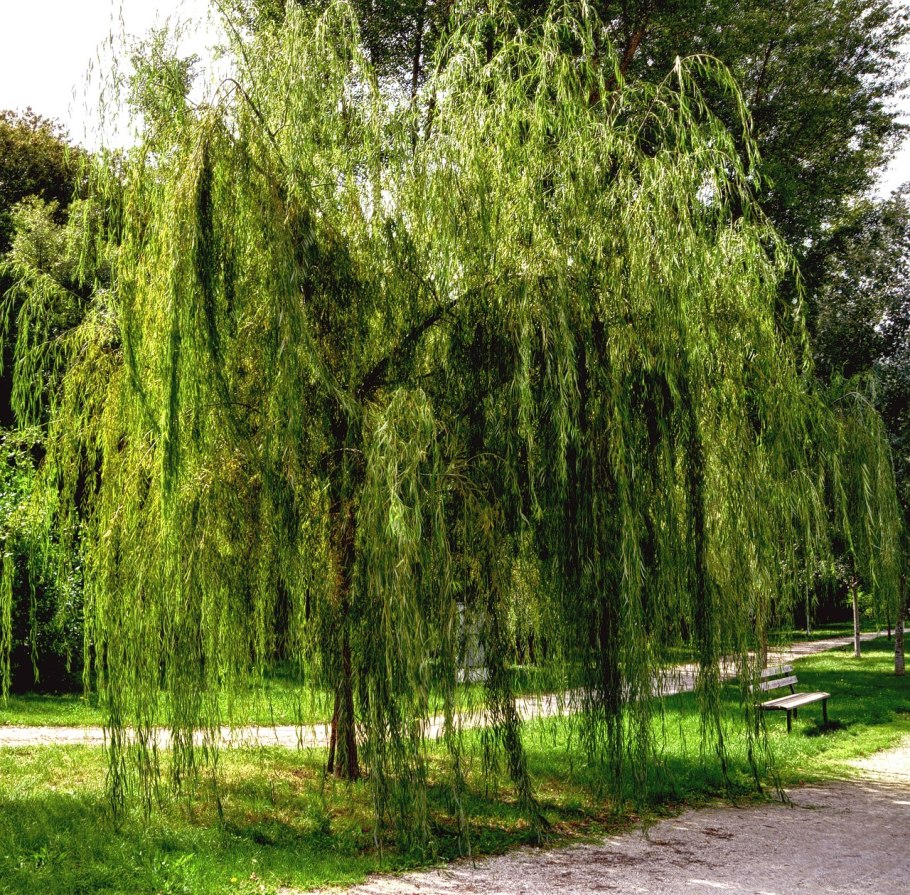 Ива Извилистая Матсудана (Salix matsudana)