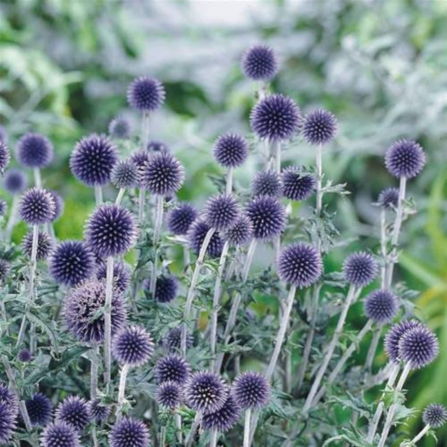 Мордовник обыкновенный (Echinops ritro)