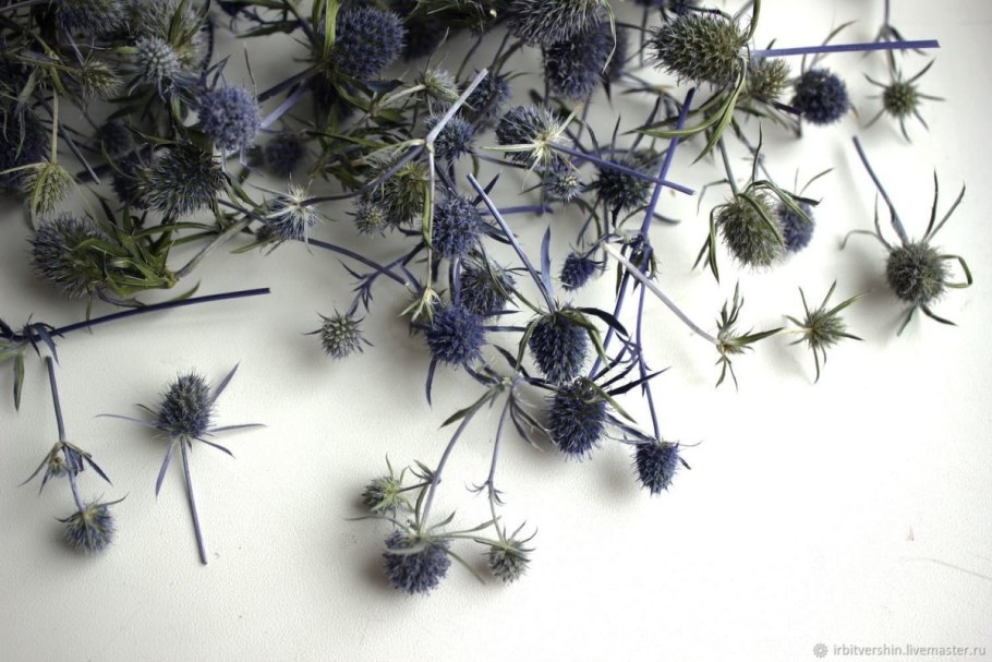 Эрингиум синеголовник сухоцвет