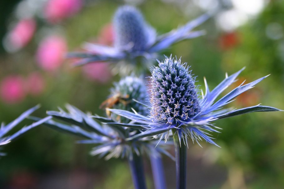 Синеголовник плосколистный Барракуда