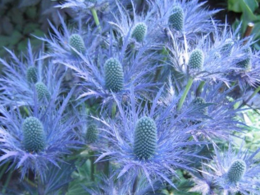 Синеголовник гигантский