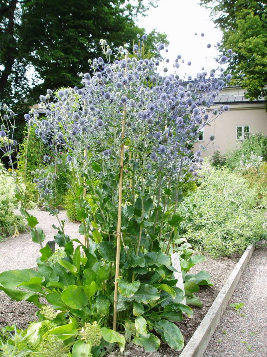 Eryngium Planum
