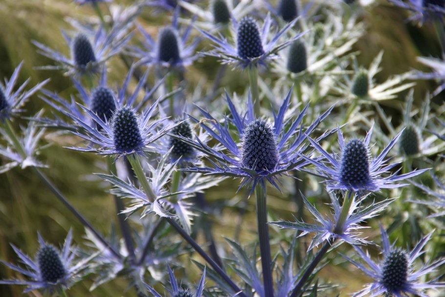 Синеголовник (Eryngium)