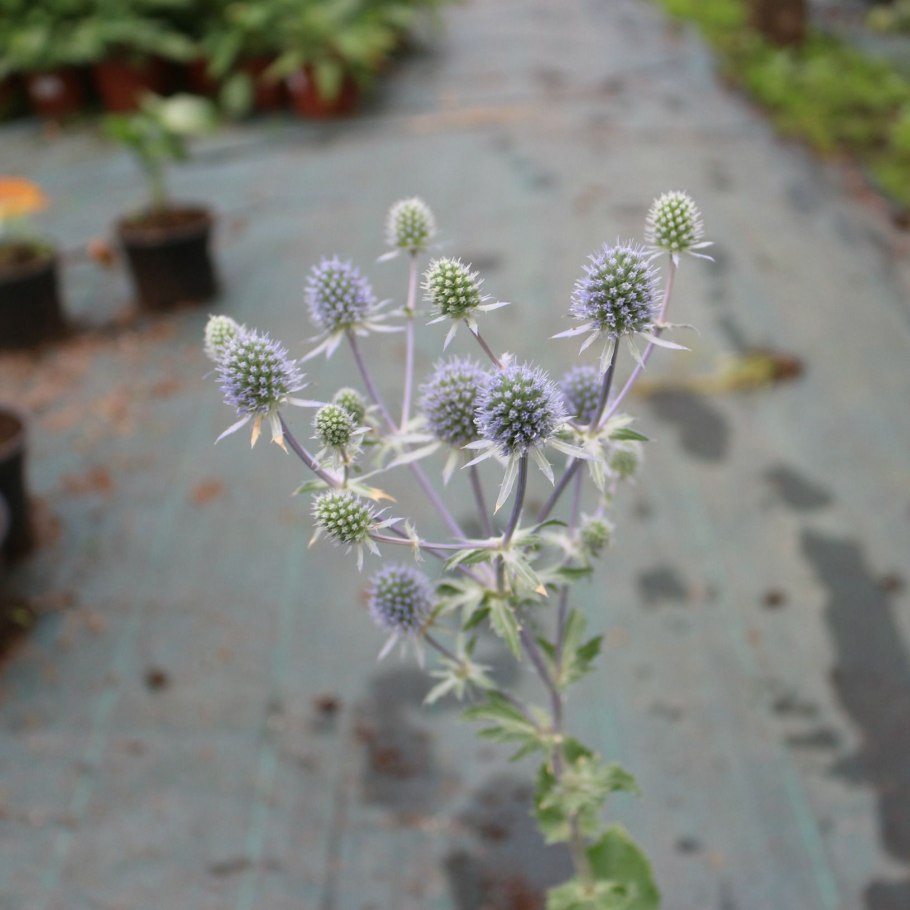 Синеголовник плосколистный Блау цверг