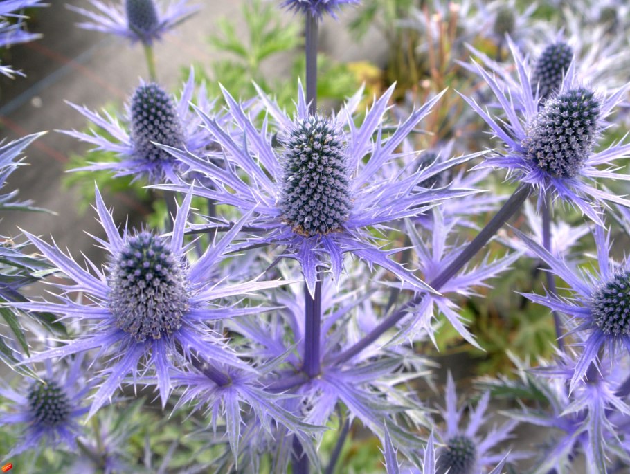Синеголовник (Eryngium)
