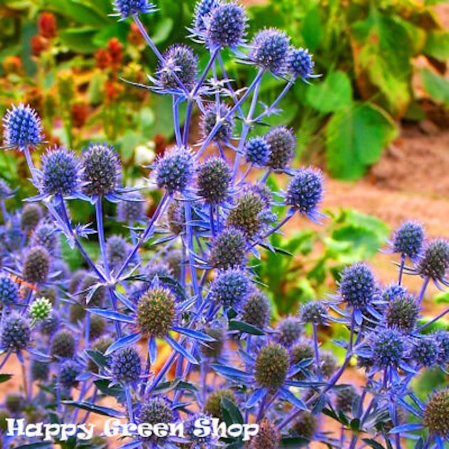 Синеголовник плосколистный Eryngium Planum