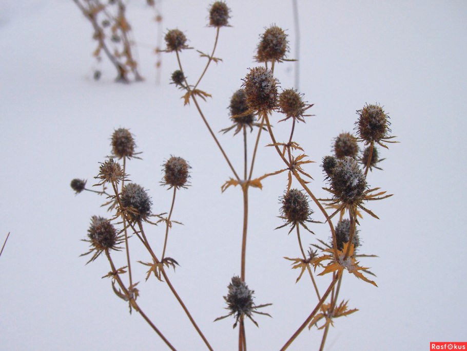 Синеголовник Крымский