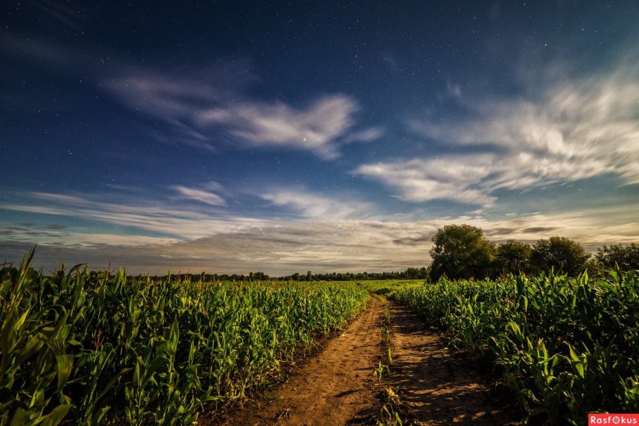 Кукурузное поле констебль