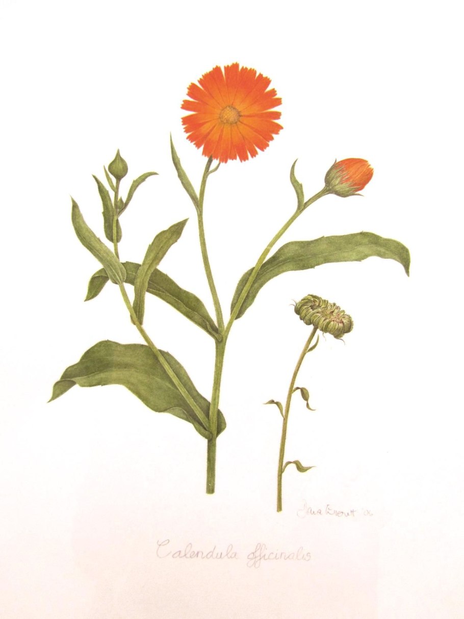 Календула ноготки Фармакогнозия