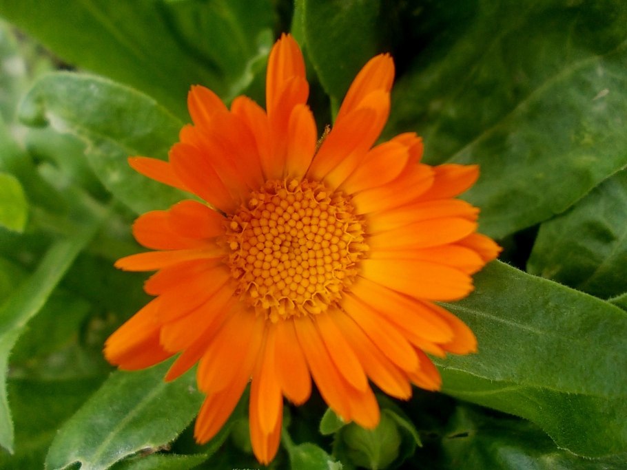 Календула обыкновенная Фармакогнозия